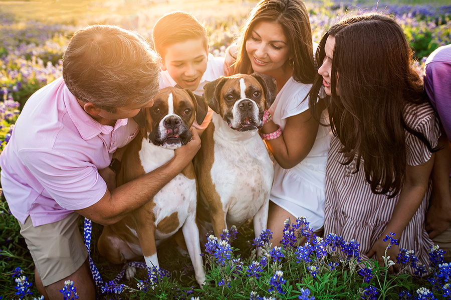 bluebonnet photographer frisco getting family pictures with your dogs